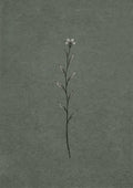 Single Stem Botanic