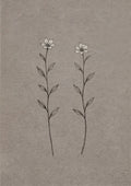 Botanical Flowers